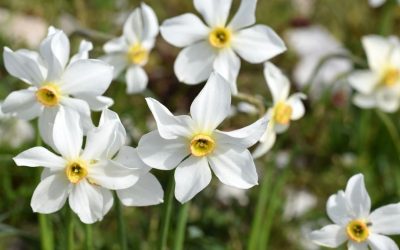 Blumen und ihre Bedeutung